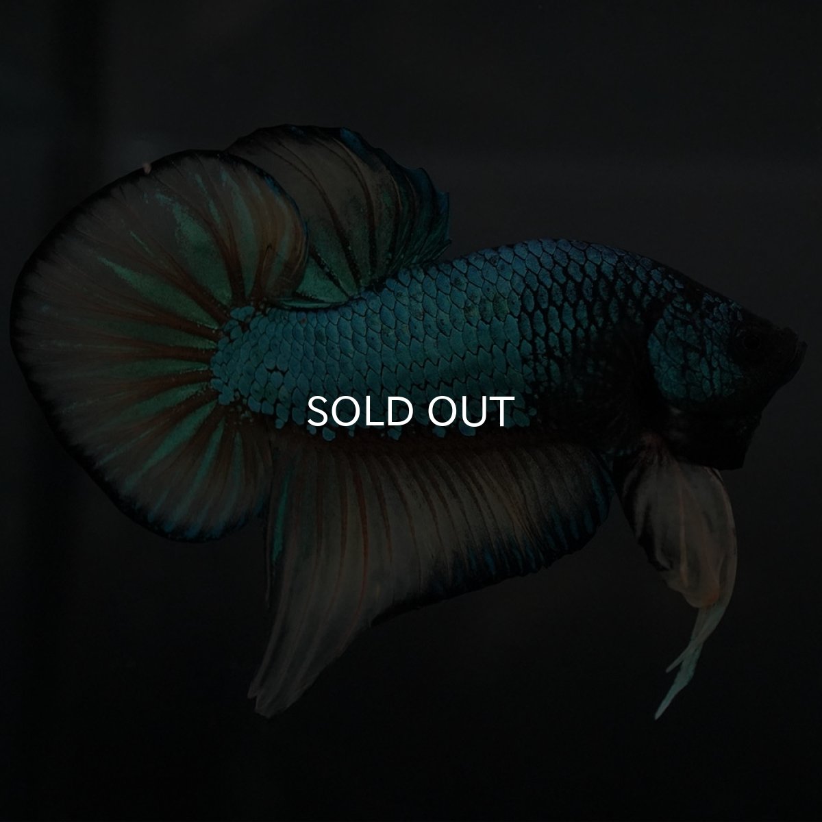 画像3: ジャイアントワイルドハイブリッド　マスタードガス (3)