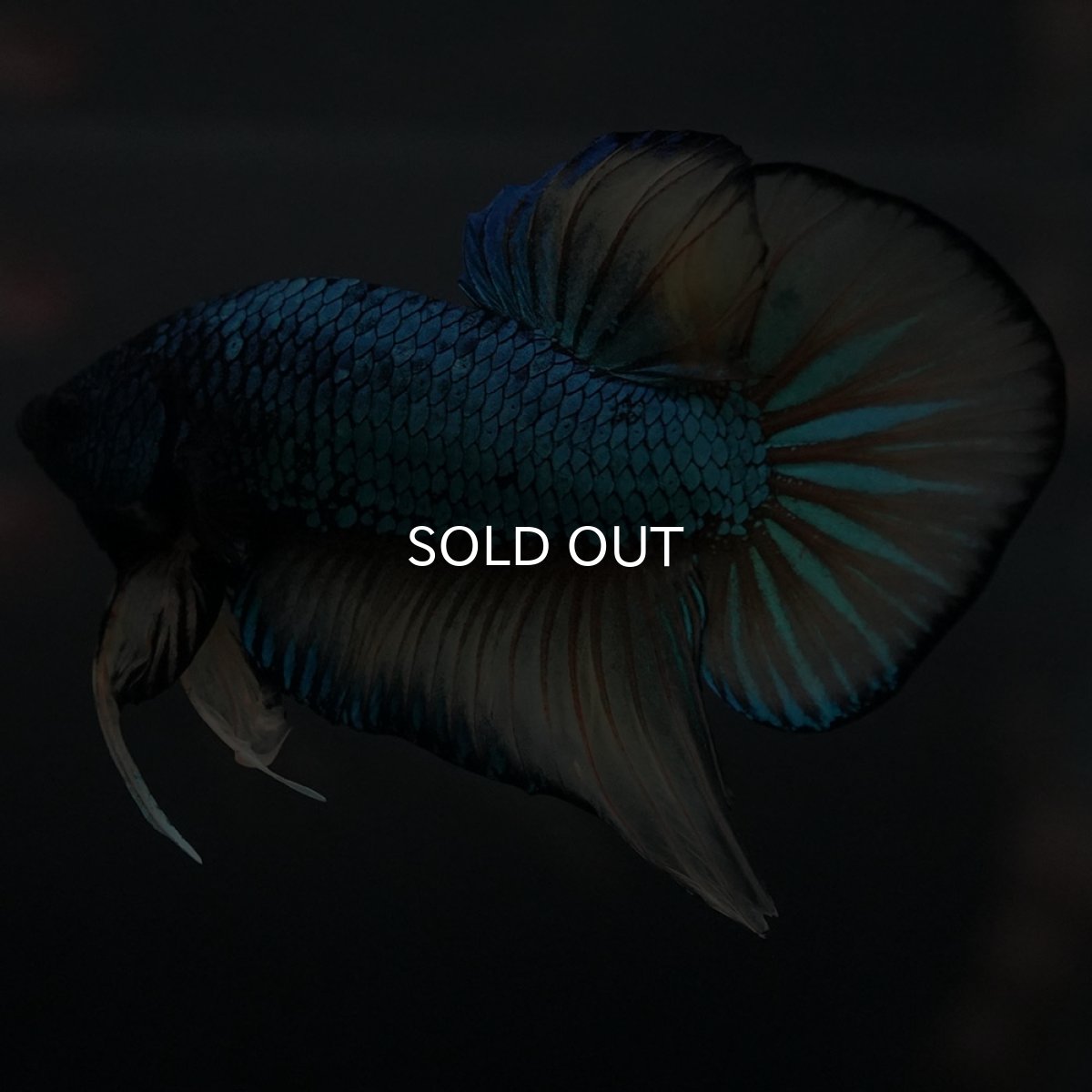 画像8: ジャイアントワイルドハイブリッド　マスタードガス (8)