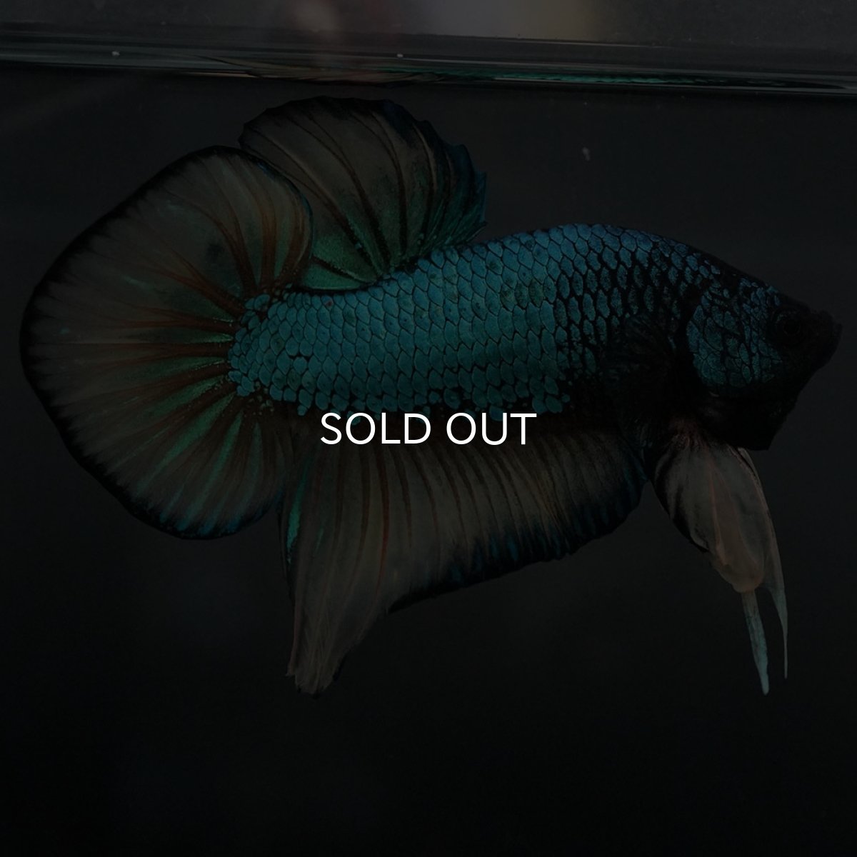 画像2: ジャイアントワイルドハイブリッド　マスタードガス (2)