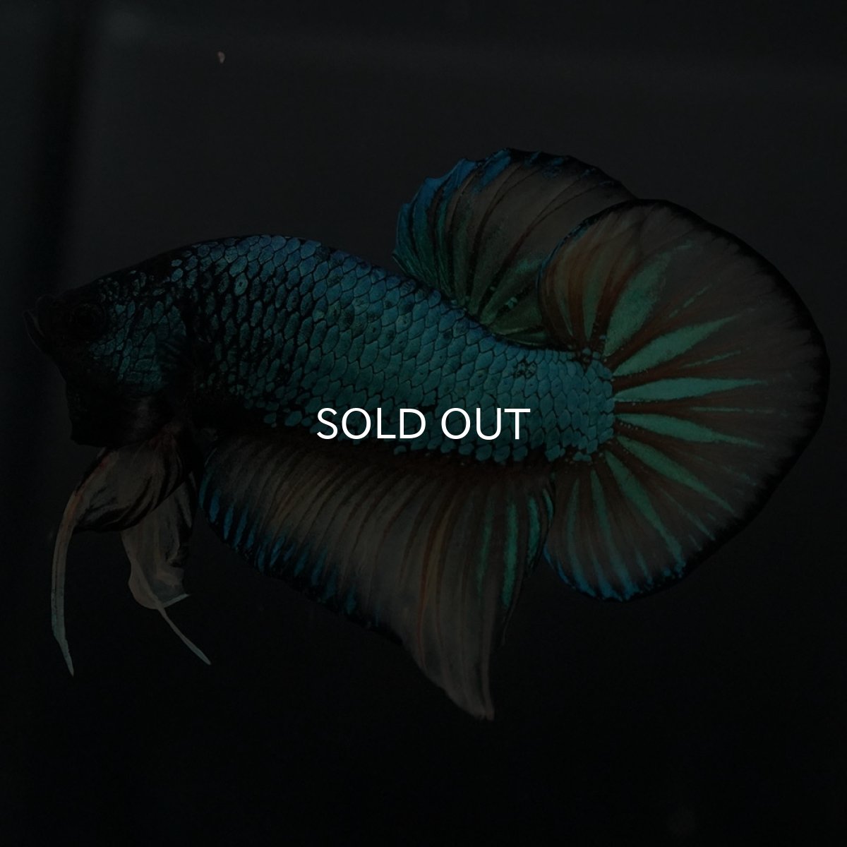 画像7: ジャイアントワイルドハイブリッド　マスタードガス (7)