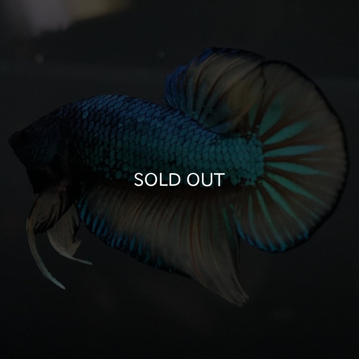 画像4: ジャイアントワイルドハイブリッド　マスタードガス (4)