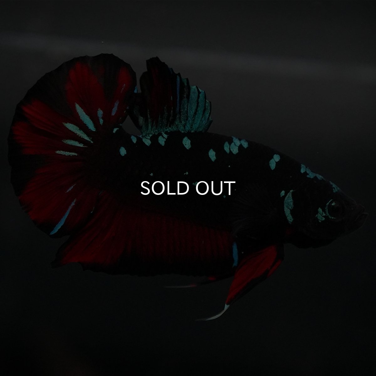 画像10: GHMPK ブラックスター (10)