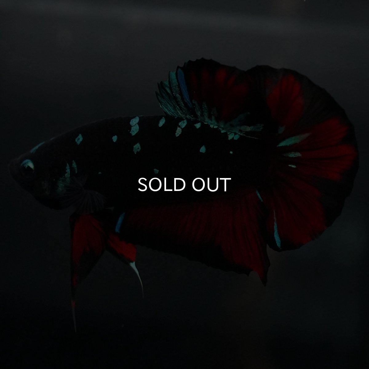 画像7: GHMPK ブラックスター (7)