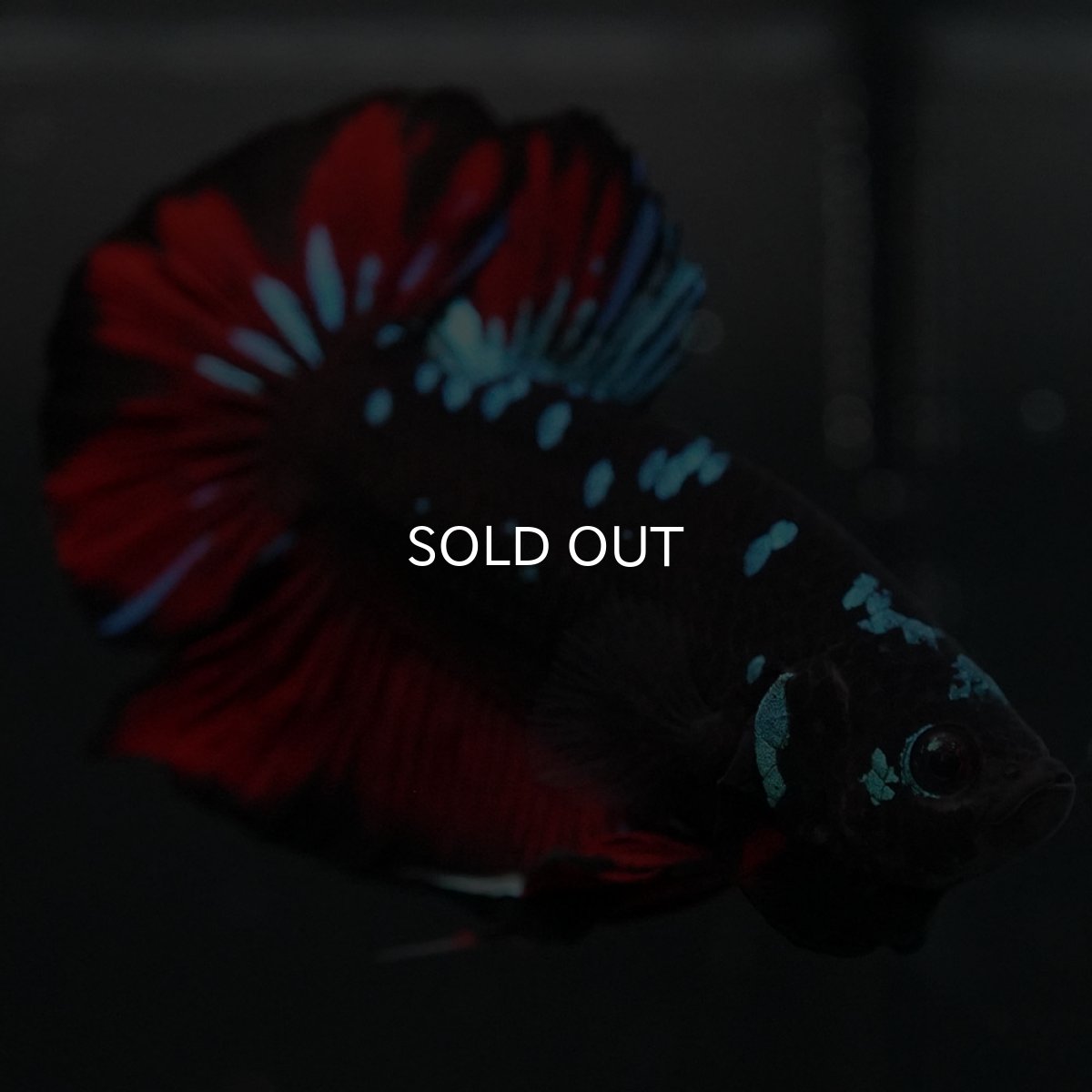 画像9: GHMPK ブラックスター (9)