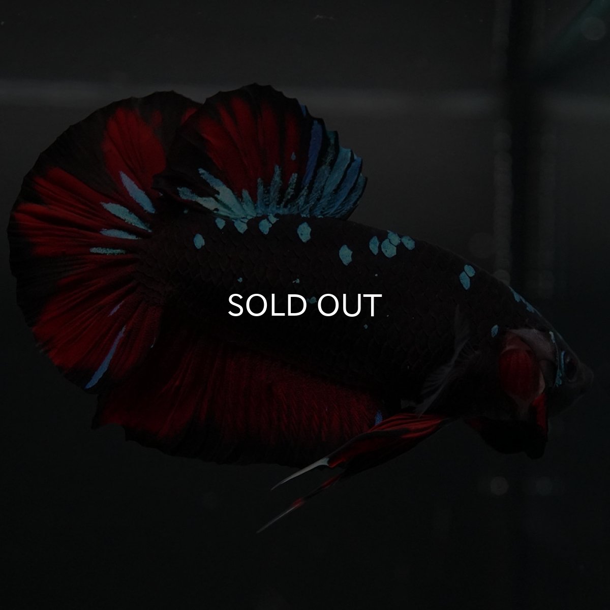 画像8: GHMPK ブラックスター (8)