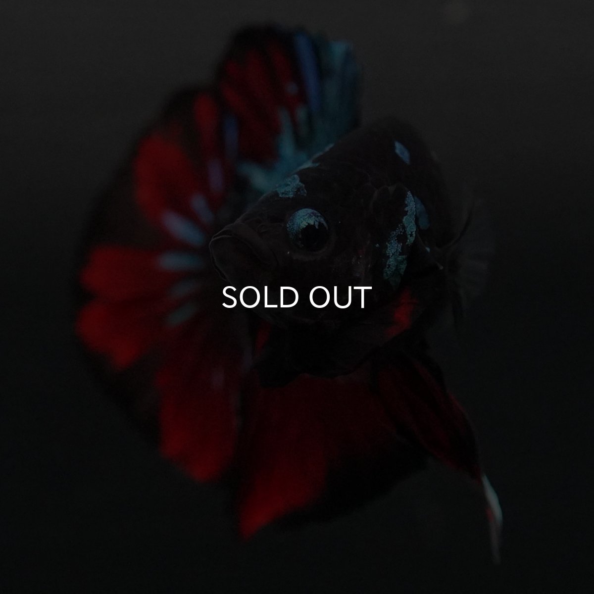 画像3: GHMPK ブラックスター (3)