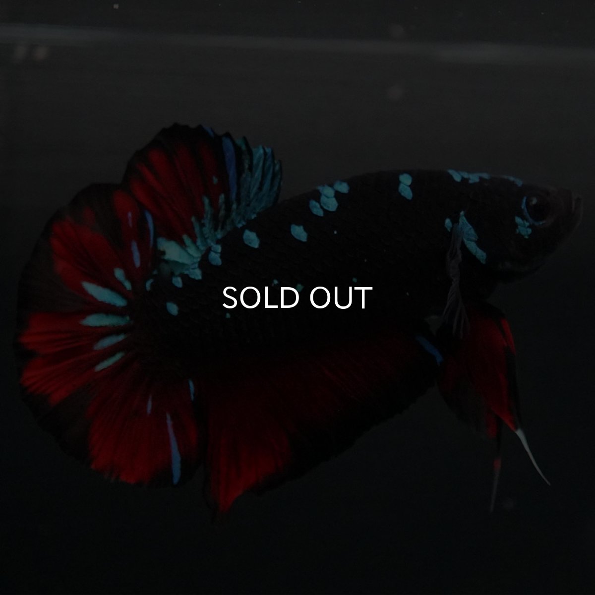 画像6: GHMPK ブラックスター (6)