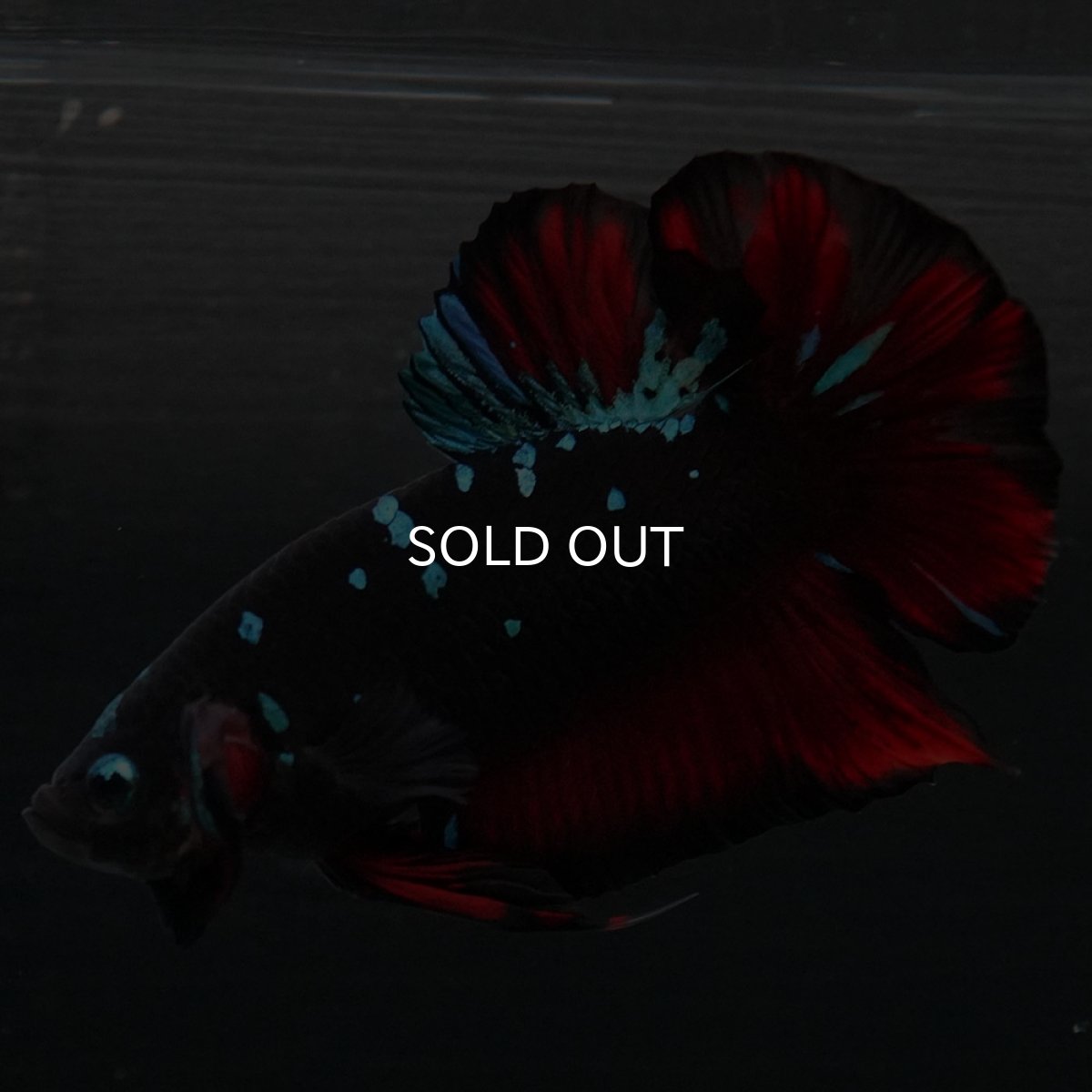 画像2: GHMPK ブラックスター (2)