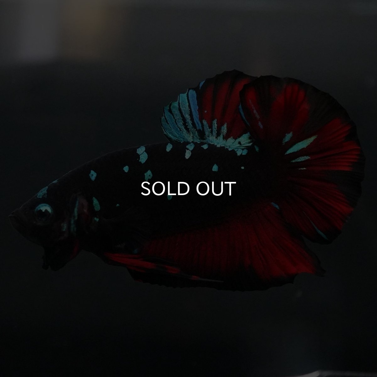 画像5: GHMPK ブラックスター (5)