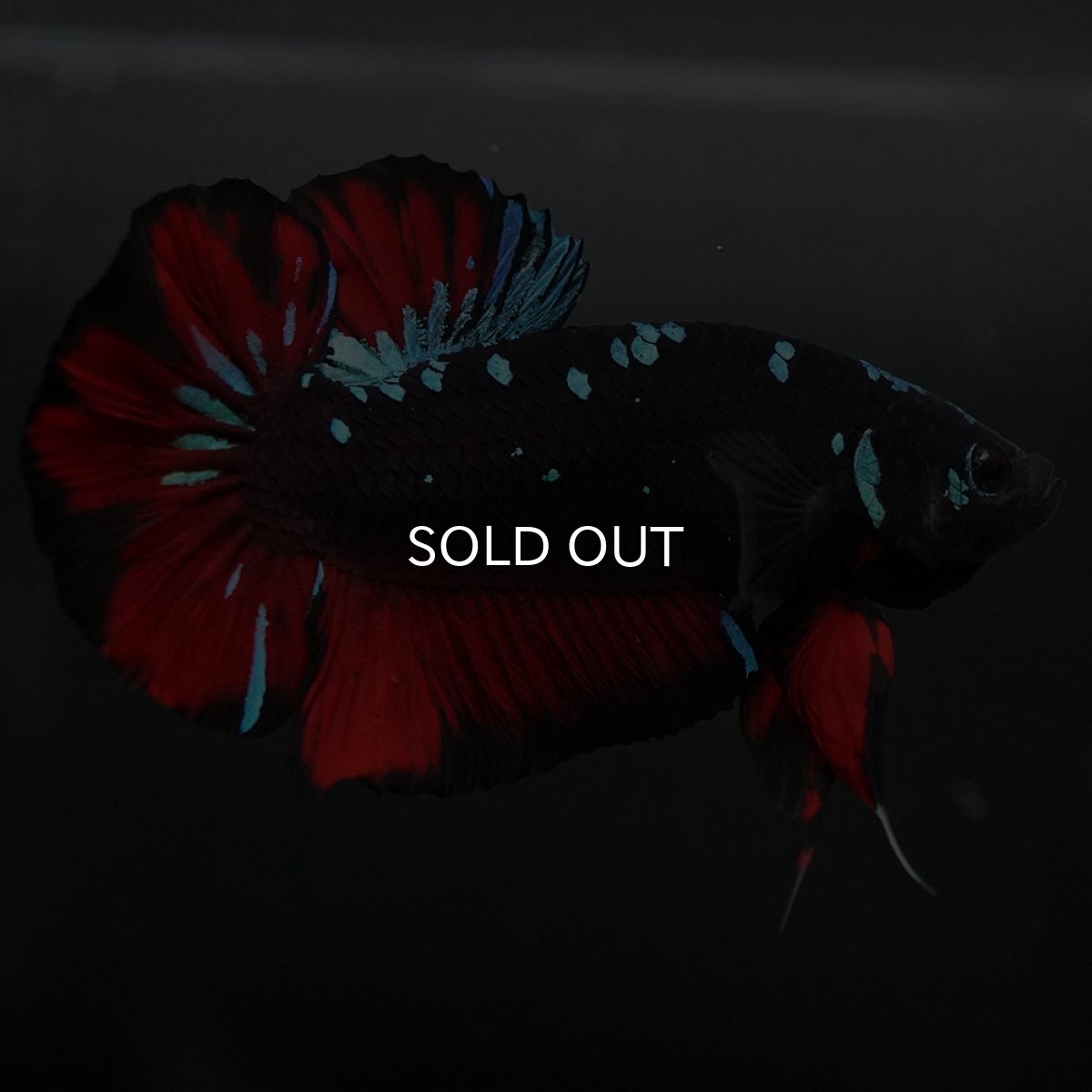 画像4: GHMPK ブラックスター (4)