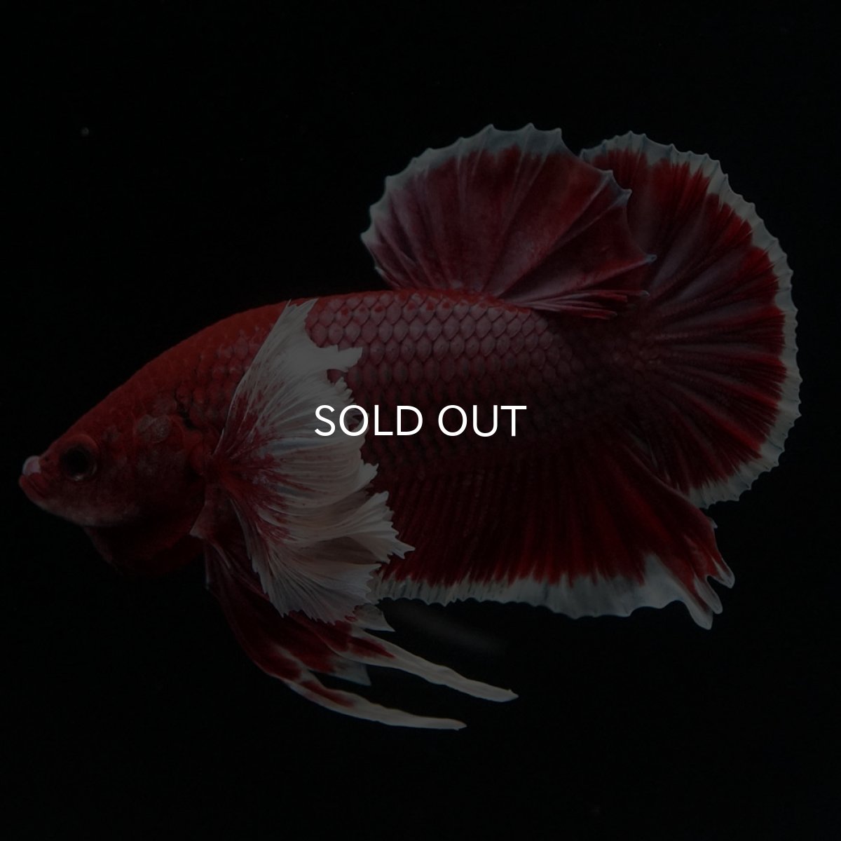 画像2: HMPKダンボ ラベンダーバタフライ (2)