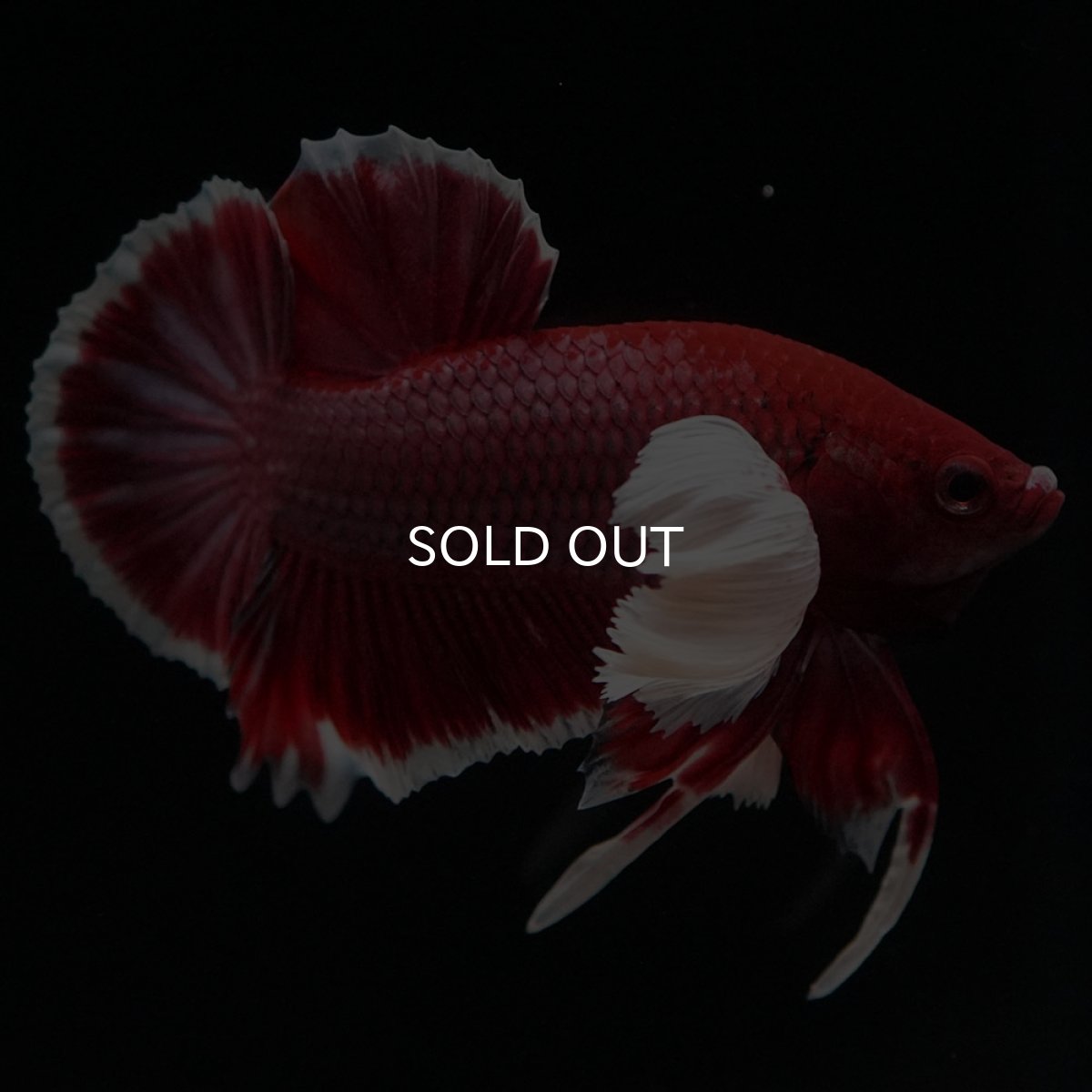 画像7: HMPKダンボ ラベンダーバタフライ (7)