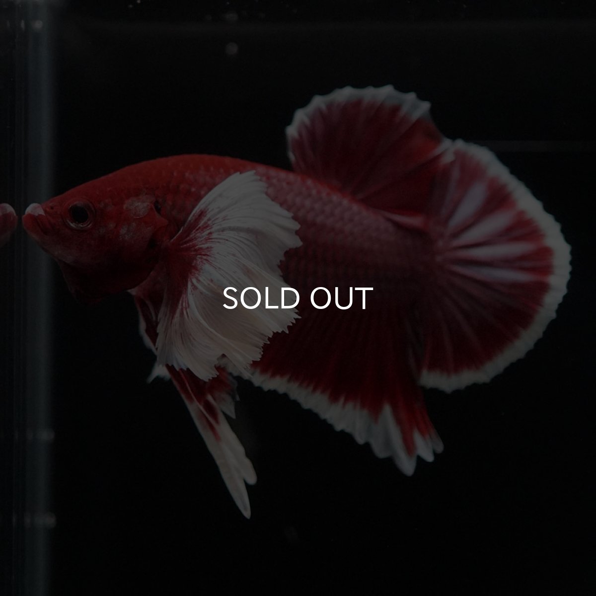 画像8: HMPKダンボ ラベンダーバタフライ (8)