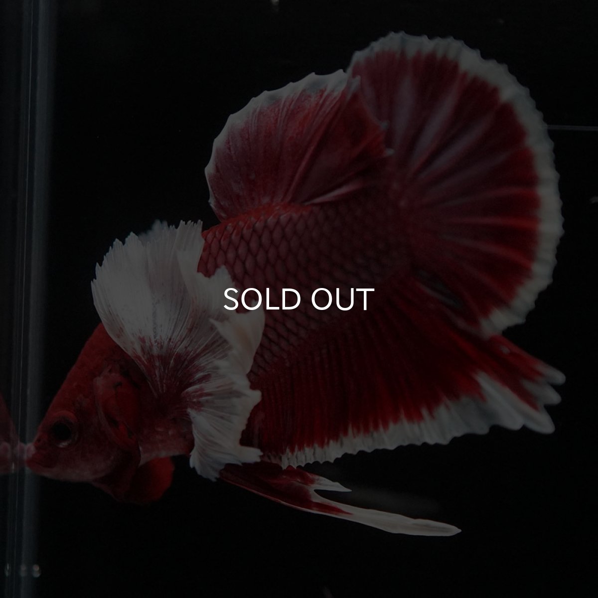 画像4: HMPKダンボ ラベンダーバタフライ (4)