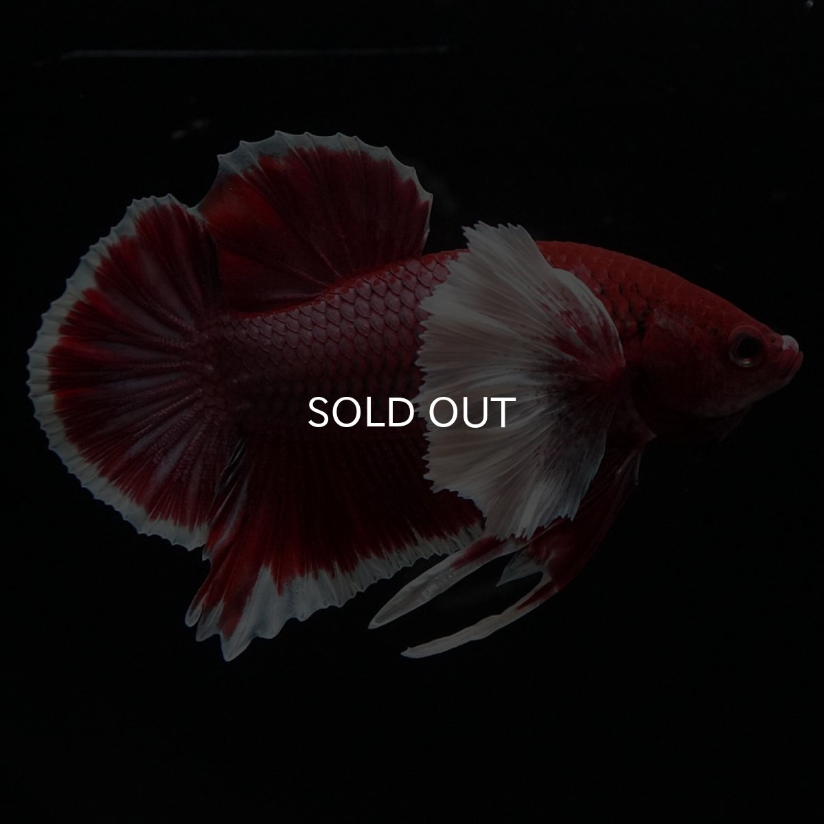 画像3: HMPKダンボ ラベンダーバタフライ (3)