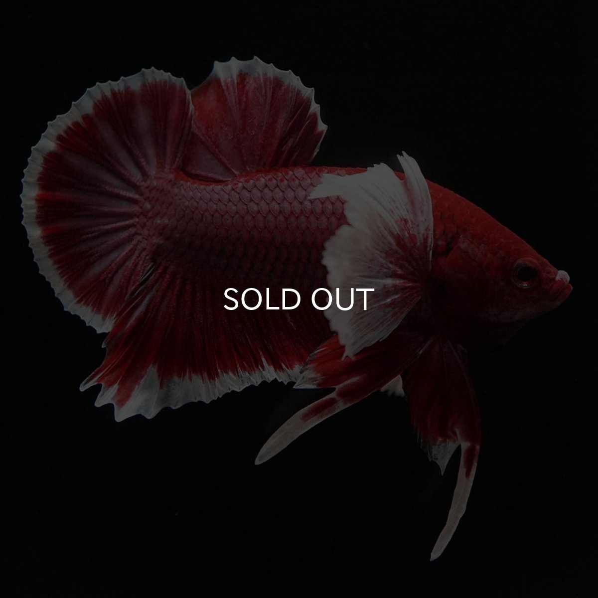 画像5: HMPKダンボ ラベンダーバタフライ (5)