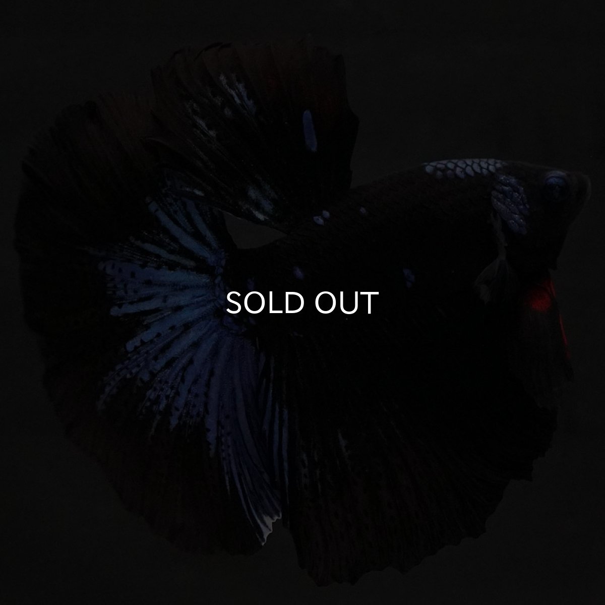 画像6: HM ブルーブラック (6)