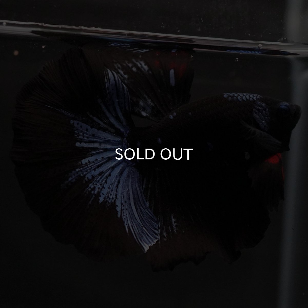 画像2: HM ブルーブラック (2)