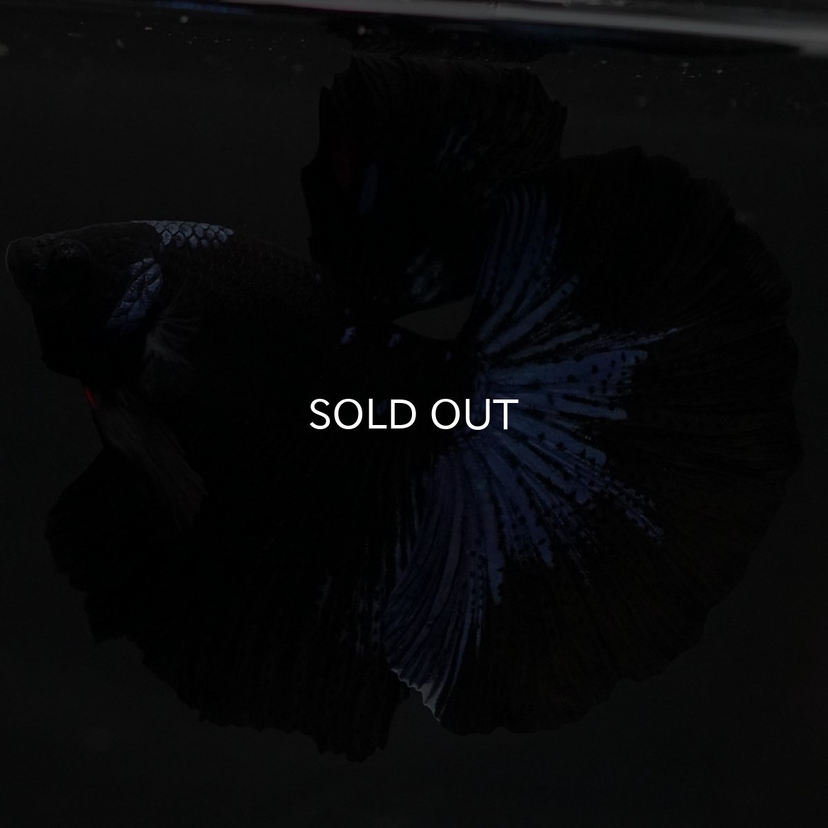 画像7: HM ブルーブラック (7)