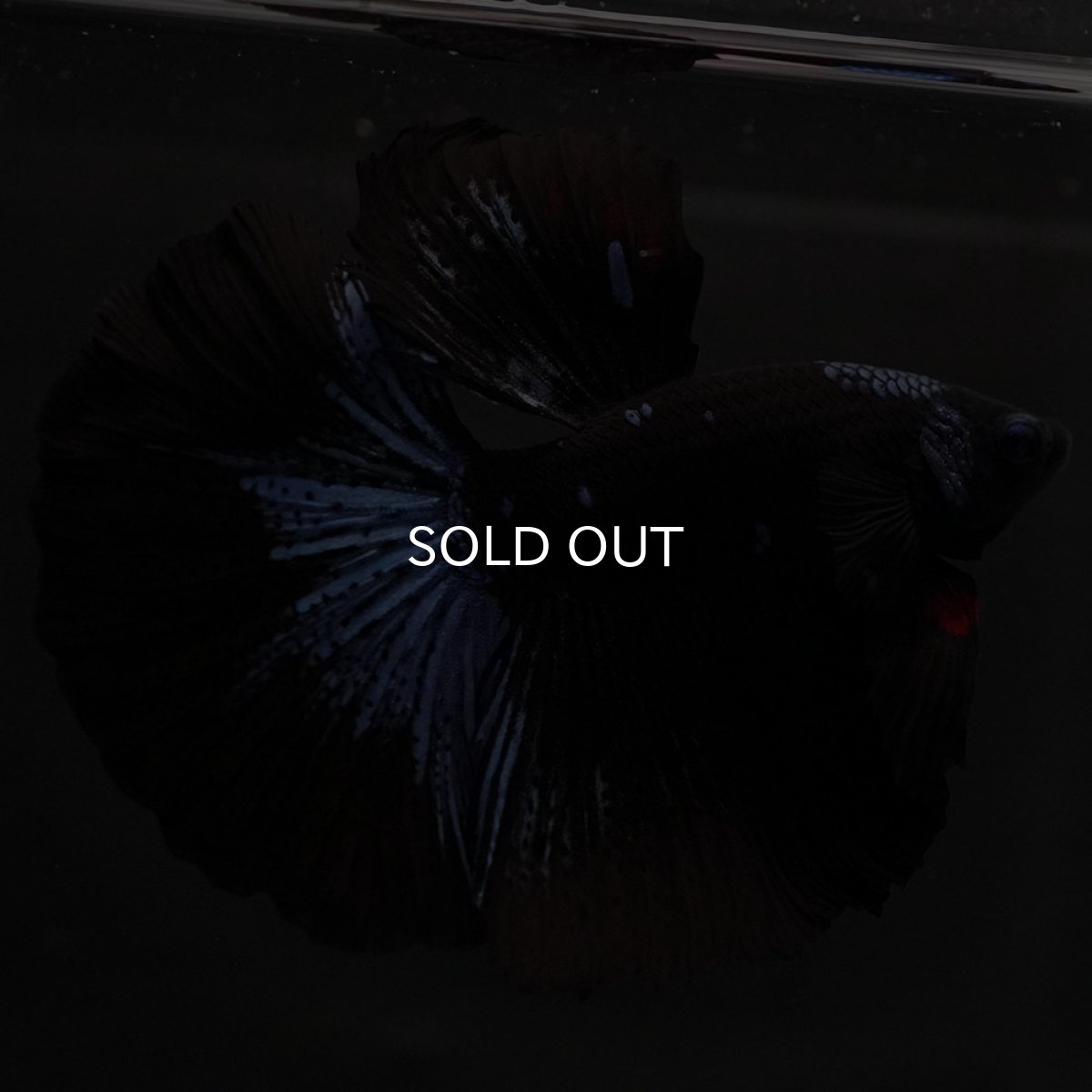 画像4: HM ブルーブラック (4)