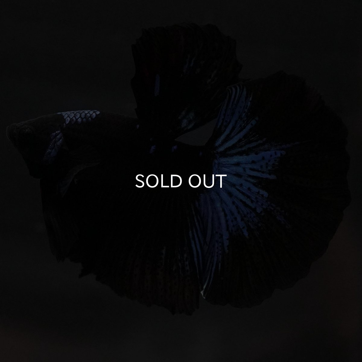 画像3: HM ブルーブラック (3)