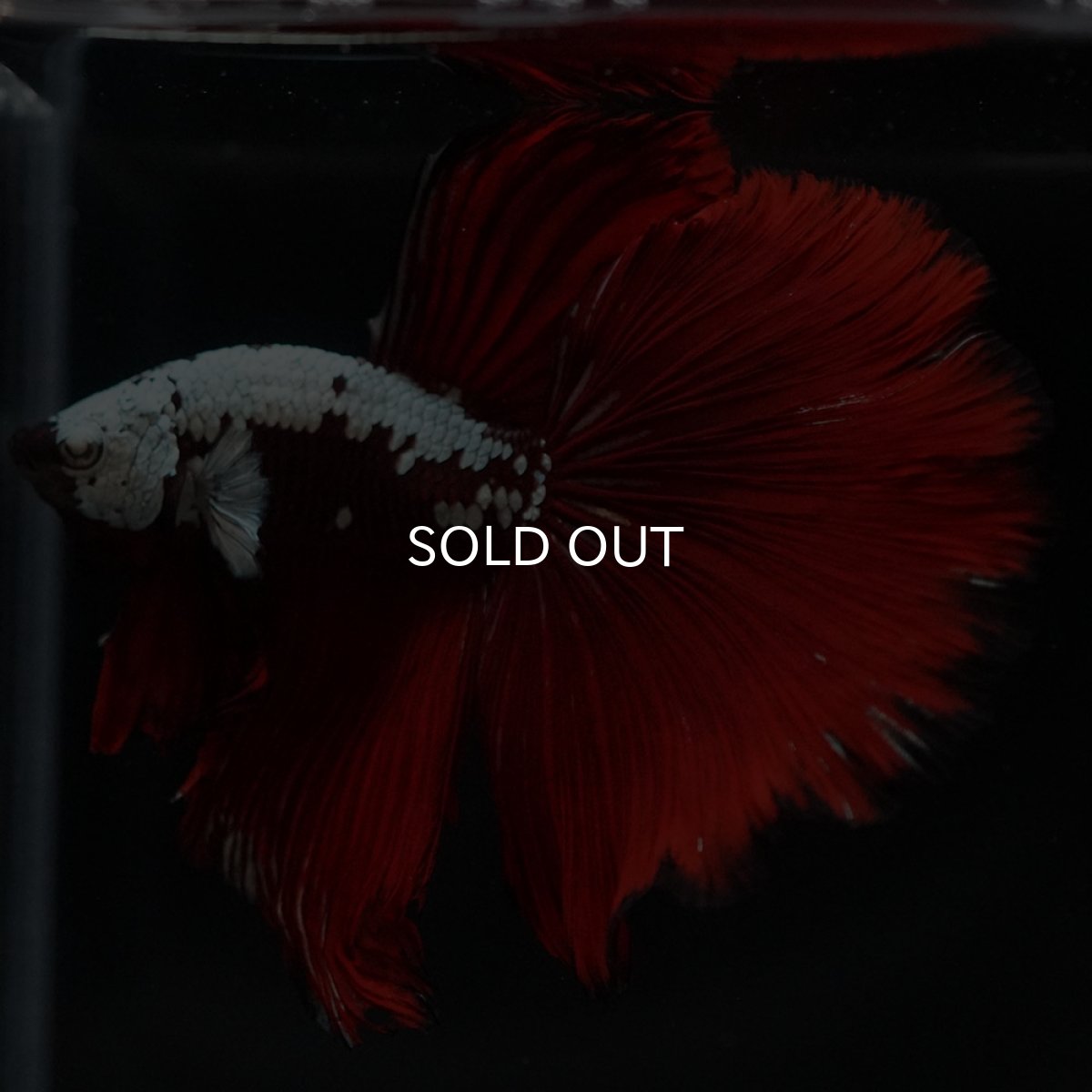 画像7: HM ブラックレッドサムライ (7)