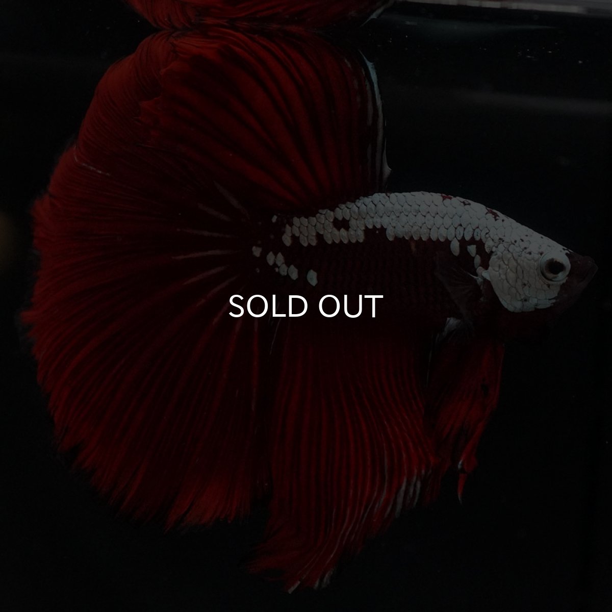 画像6: HM ブラックレッドサムライ (6)