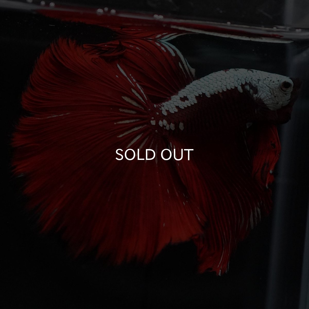 画像4: HM ブラックレッドサムライ (4)