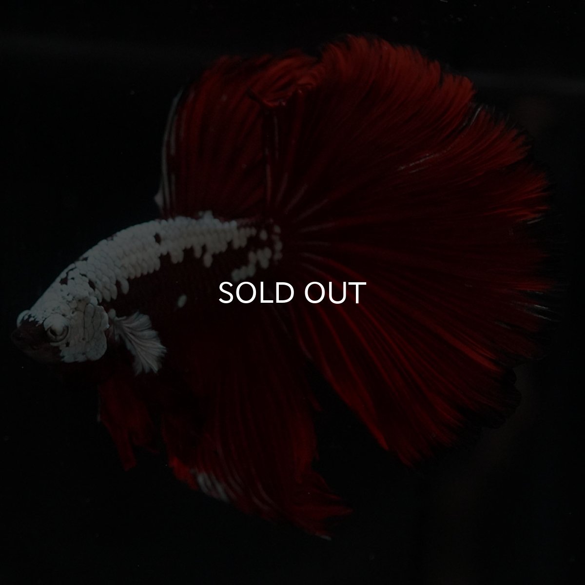 画像3: HM ブラックレッドサムライ (3)