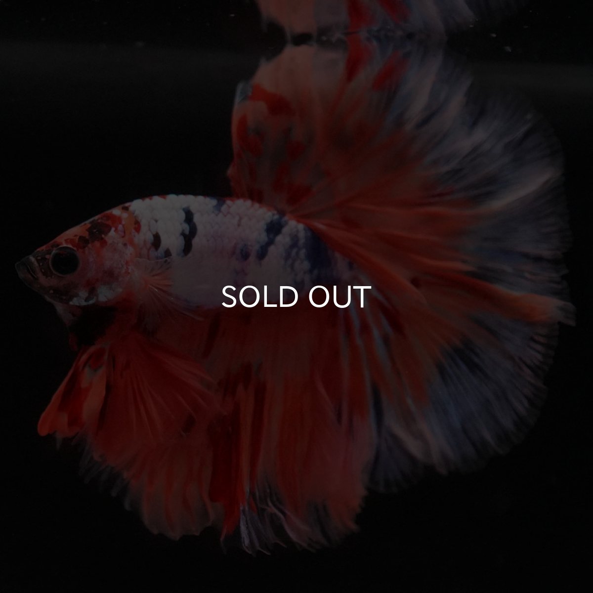 画像12: HM キャンディレインボー ローズテール (12)