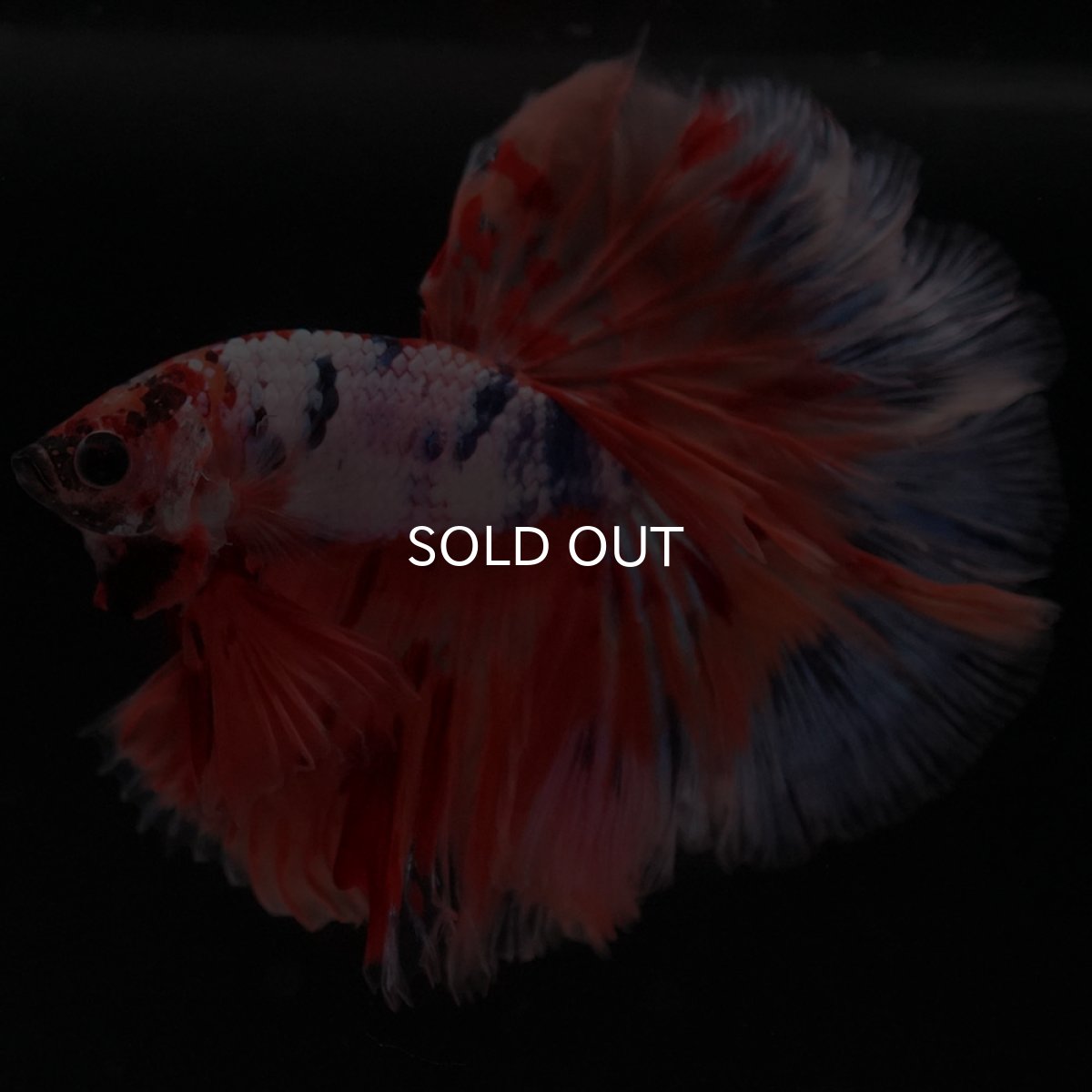 画像10: HM キャンディレインボー ローズテール (10)