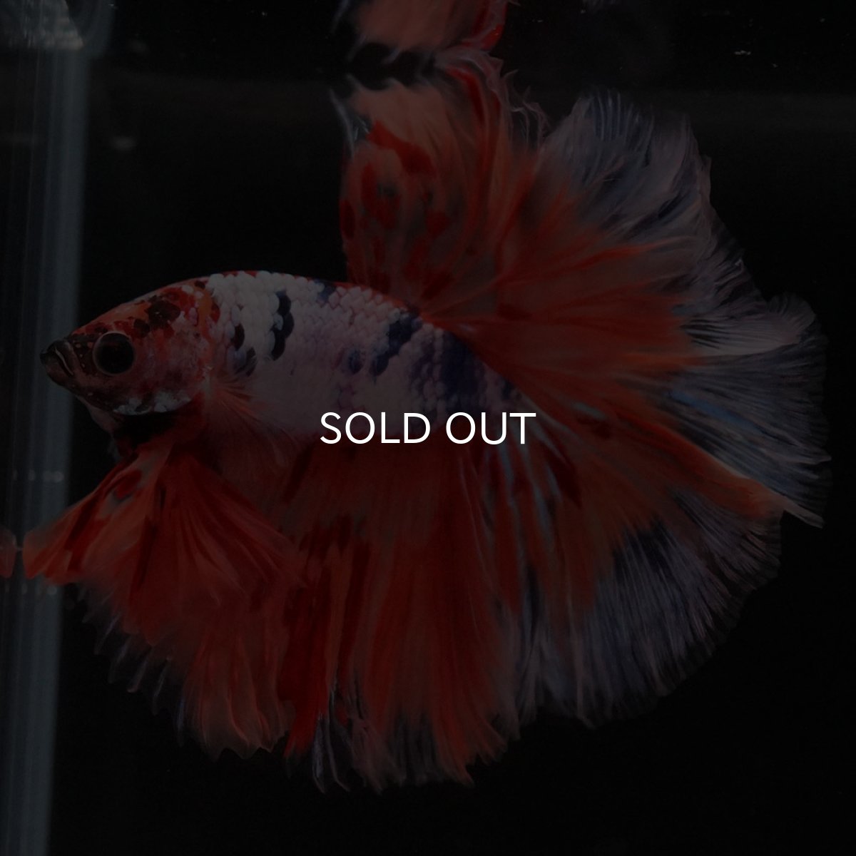 画像8: HM キャンディレインボー ローズテール (8)