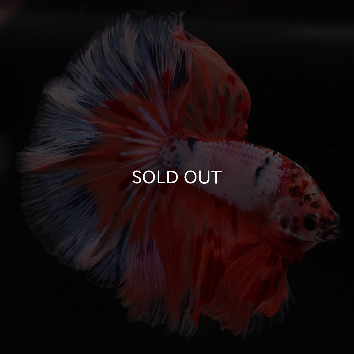 画像11: HM キャンディレインボー ローズテール (11)