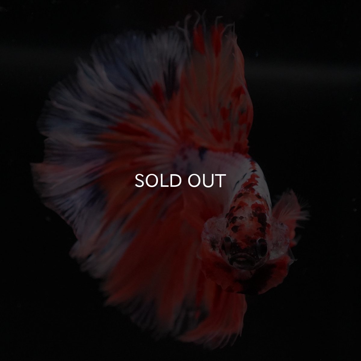 画像9: HM キャンディレインボー ローズテール (9)