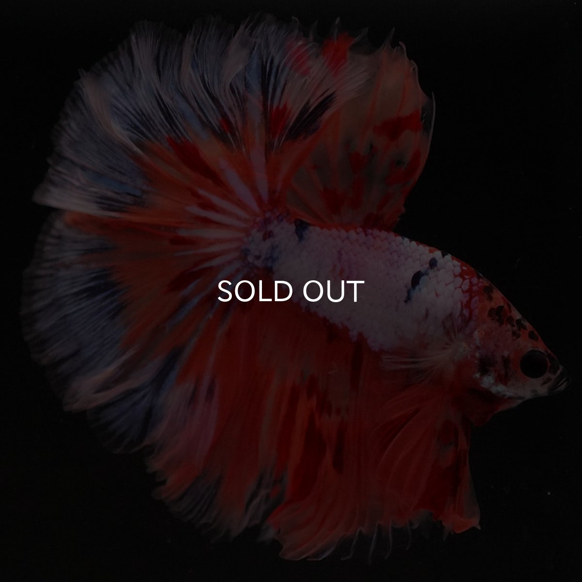 画像7: HM キャンディレインボー ローズテール (7)