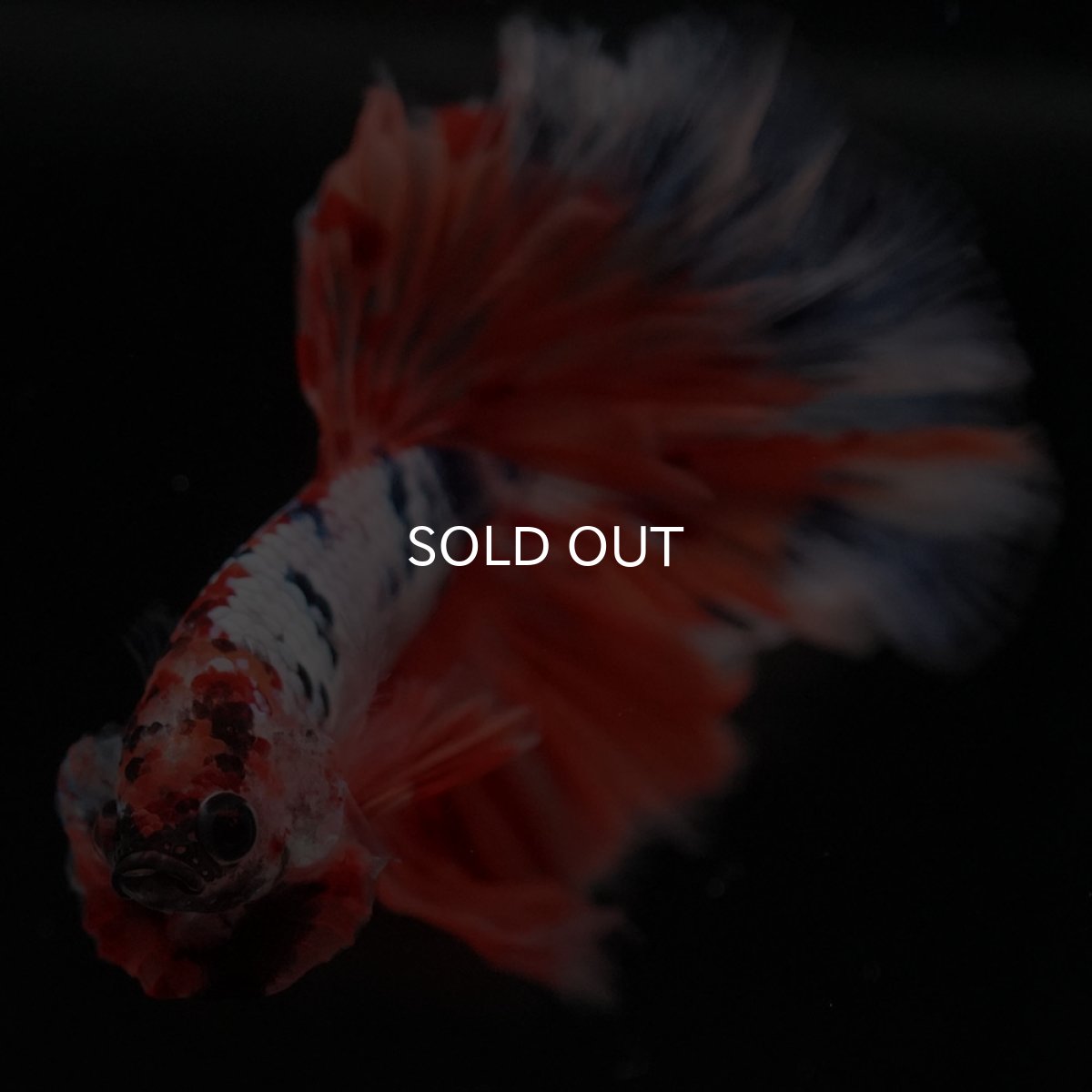 画像6: HM キャンディレインボー ローズテール (6)