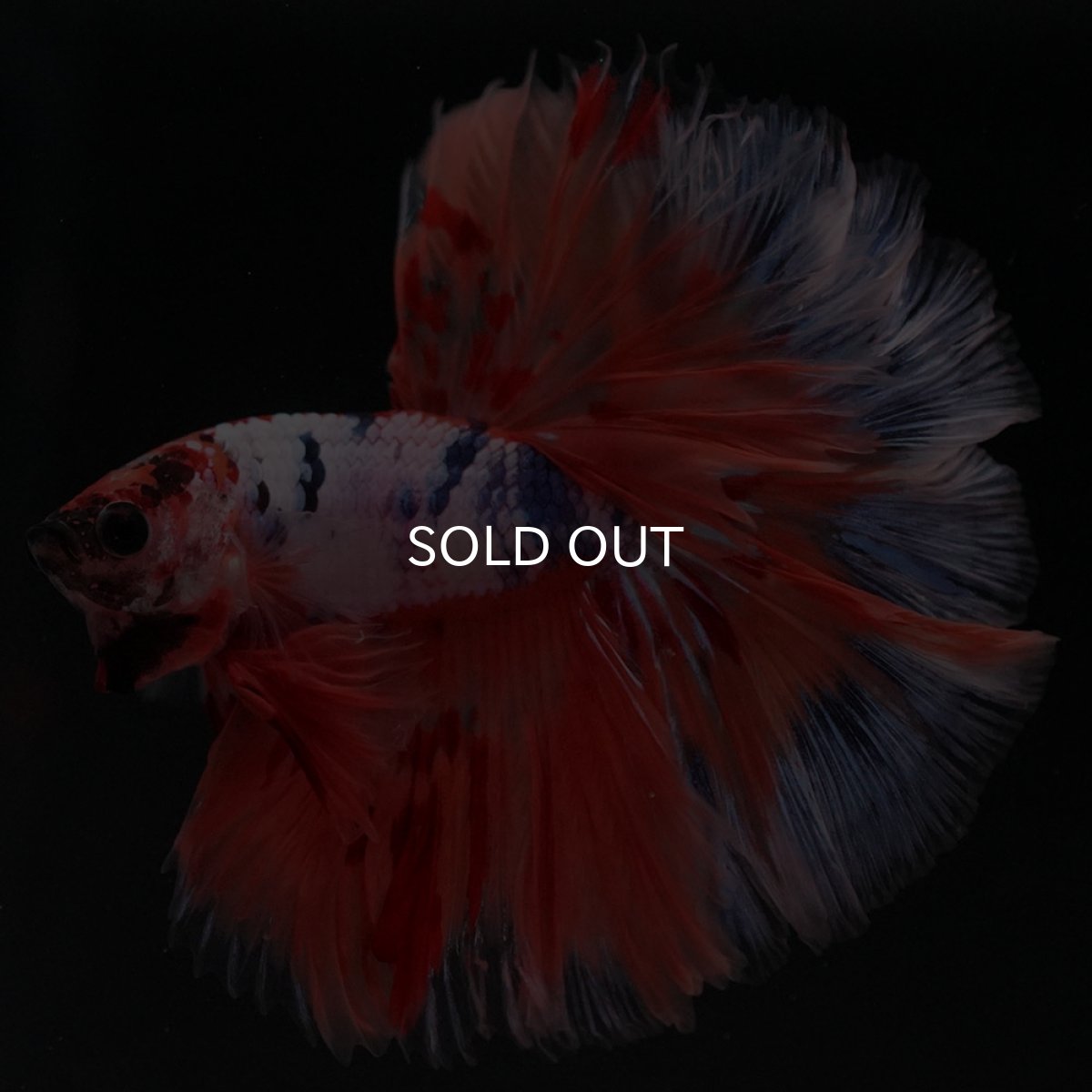 画像4: HM キャンディレインボー ローズテール (4)