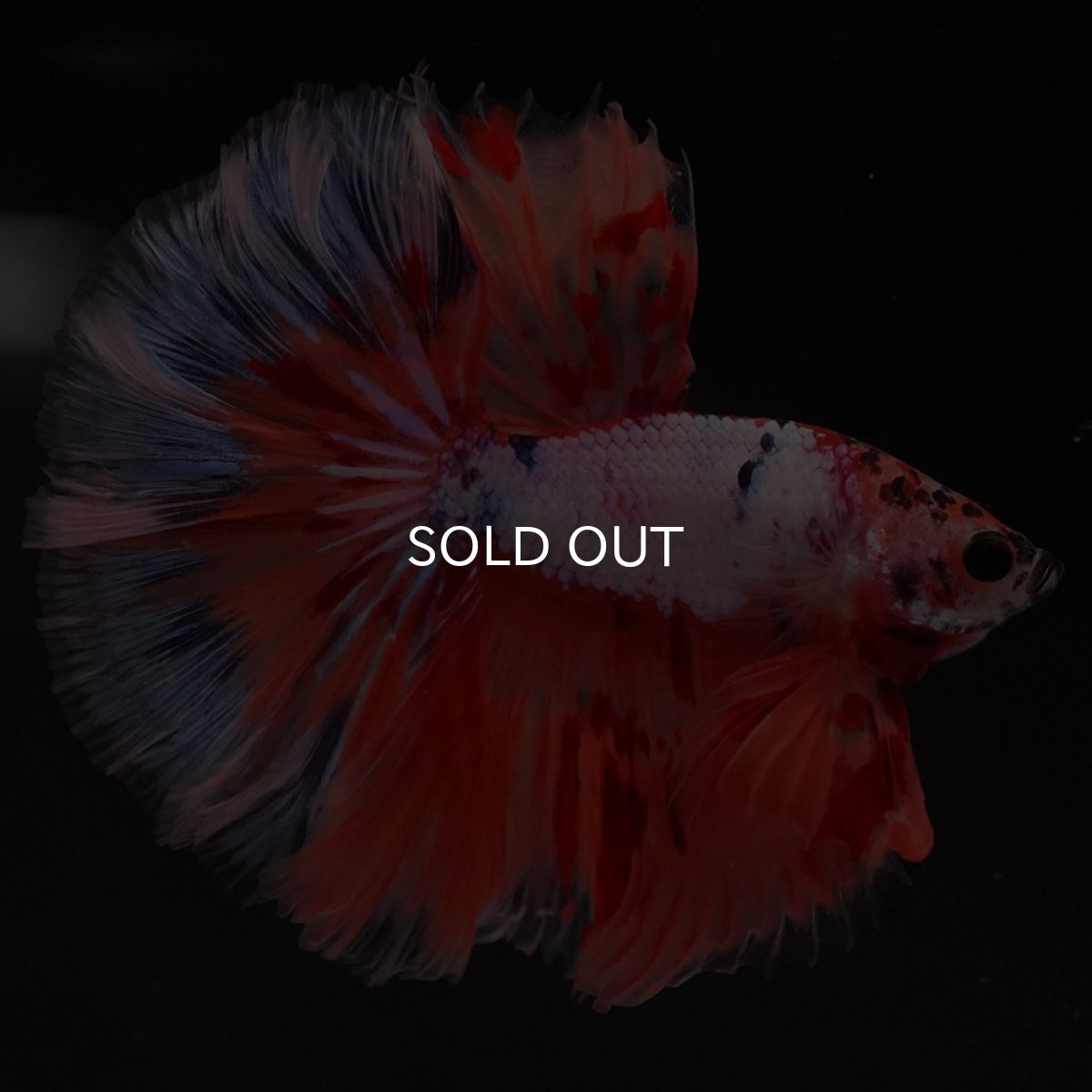 画像5: HM キャンディレインボー ローズテール (5)