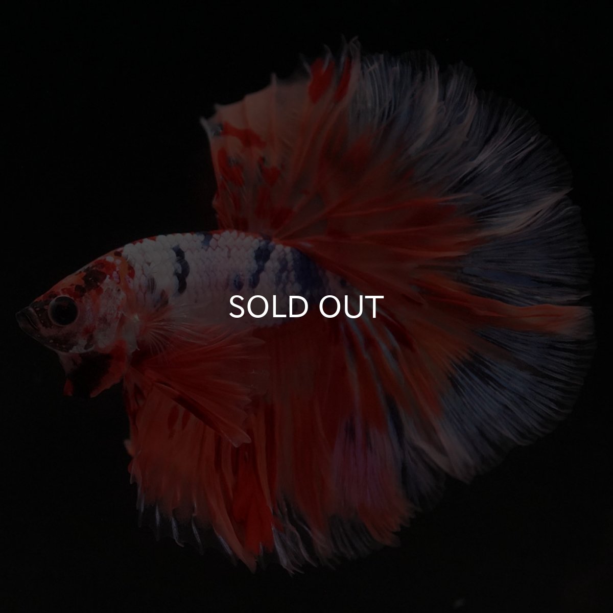 画像2: HM キャンディレインボー ローズテール (2)