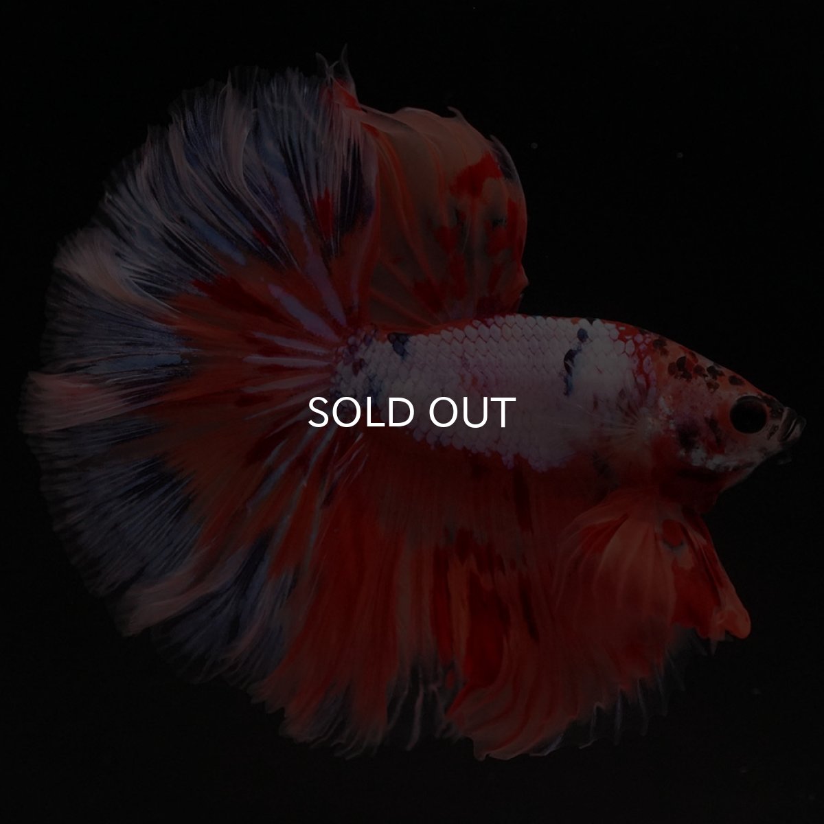 画像3: HM キャンディレインボー ローズテール (3)