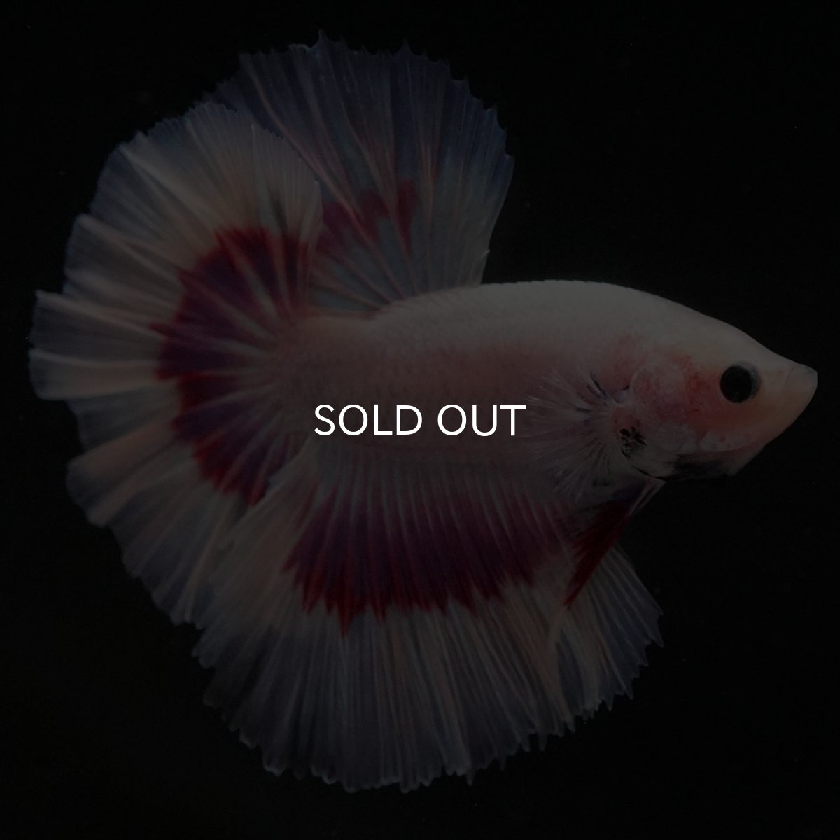 画像10: HM ラベンダーバタフライ ローズテール (10)