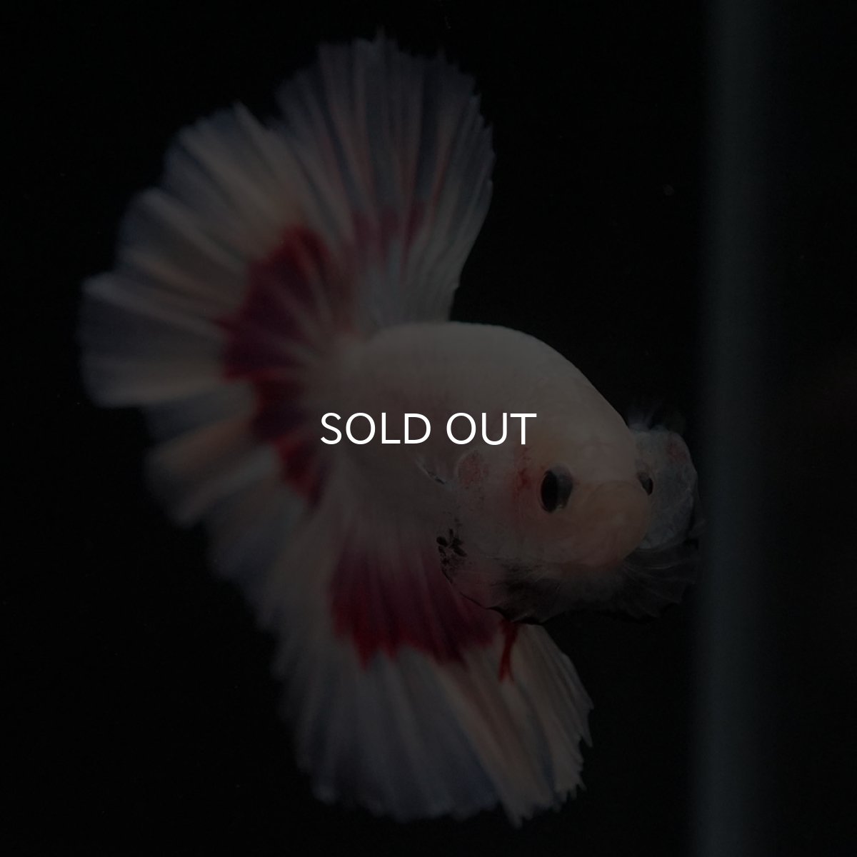 画像3: HM ラベンダーバタフライ ローズテール (3)