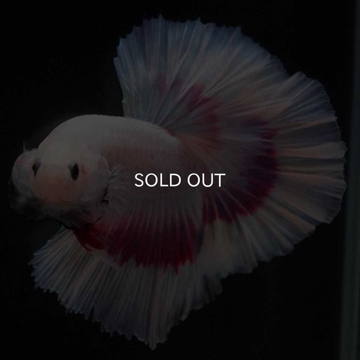 画像4: HM ラベンダーバタフライ ローズテール (4)