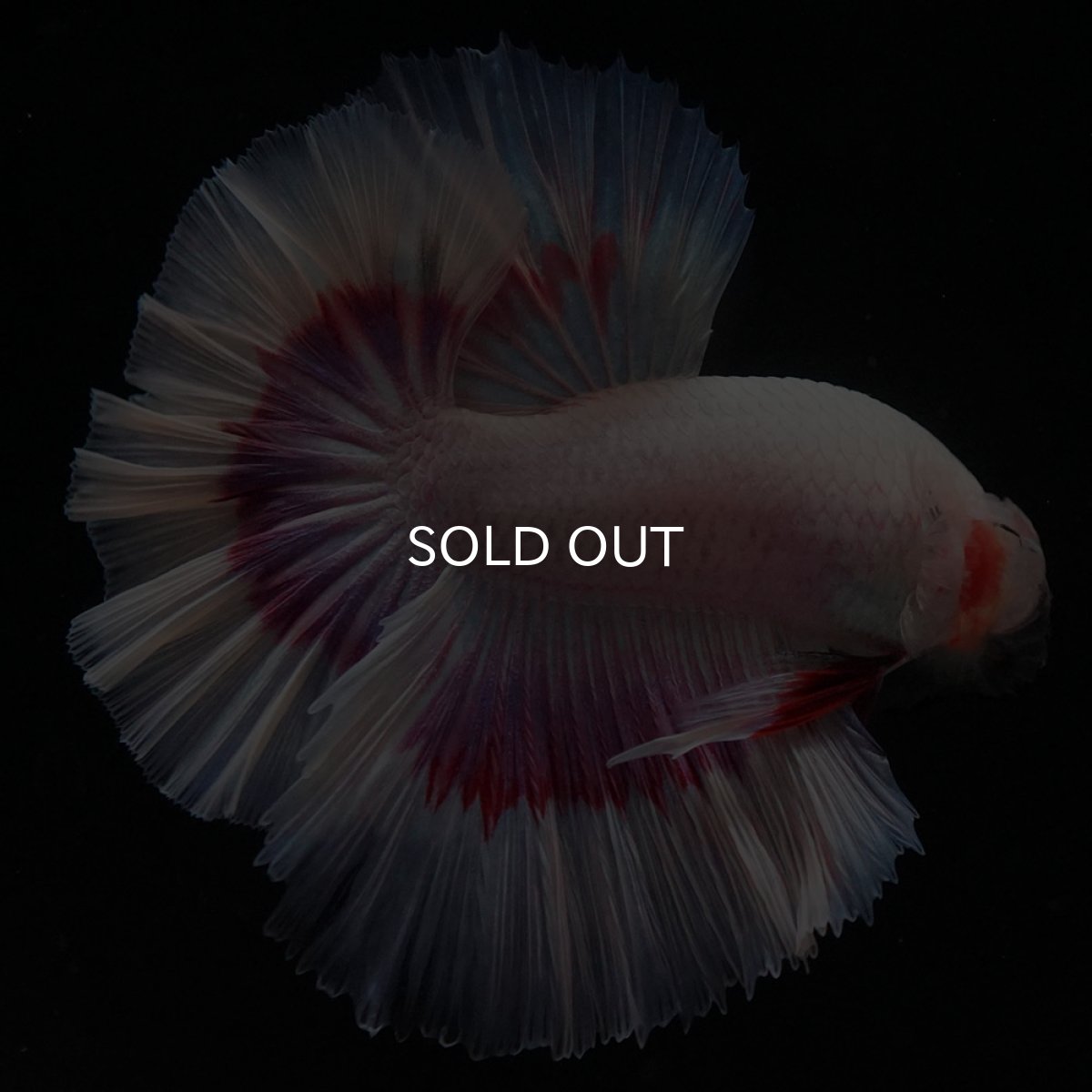 画像5: HM ラベンダーバタフライ ローズテール (5)