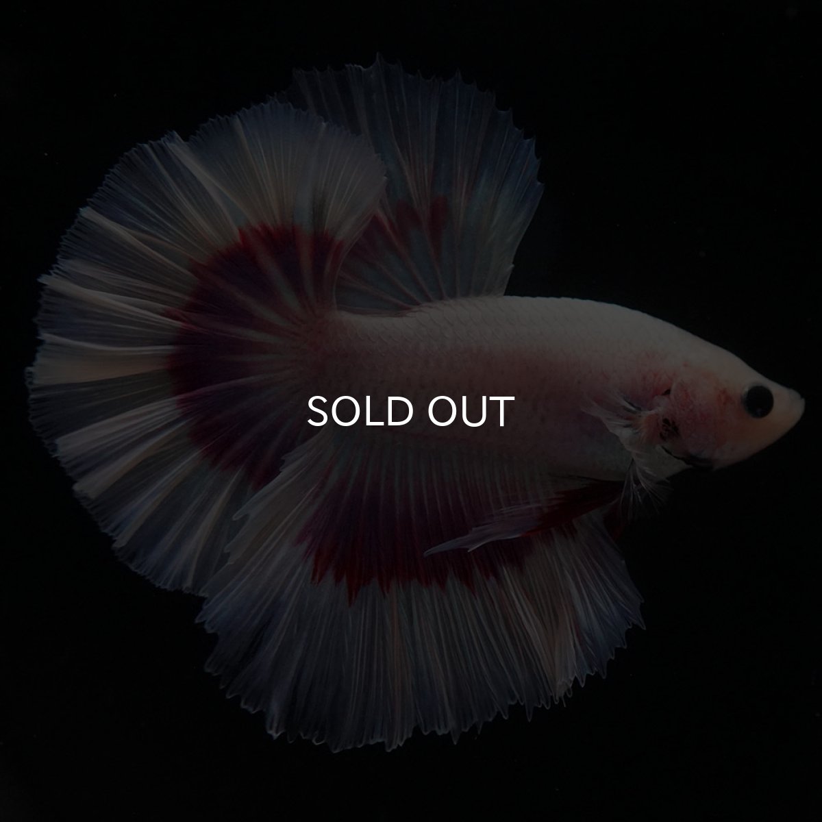 画像9: HM ラベンダーバタフライ ローズテール (9)