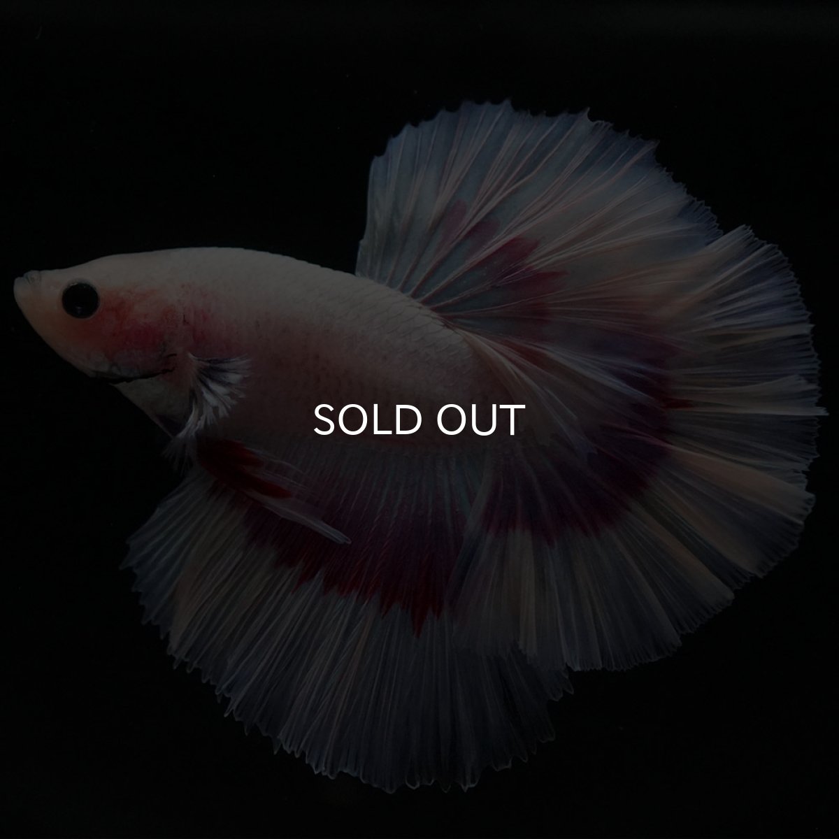 画像8: HM ラベンダーバタフライ ローズテール (8)