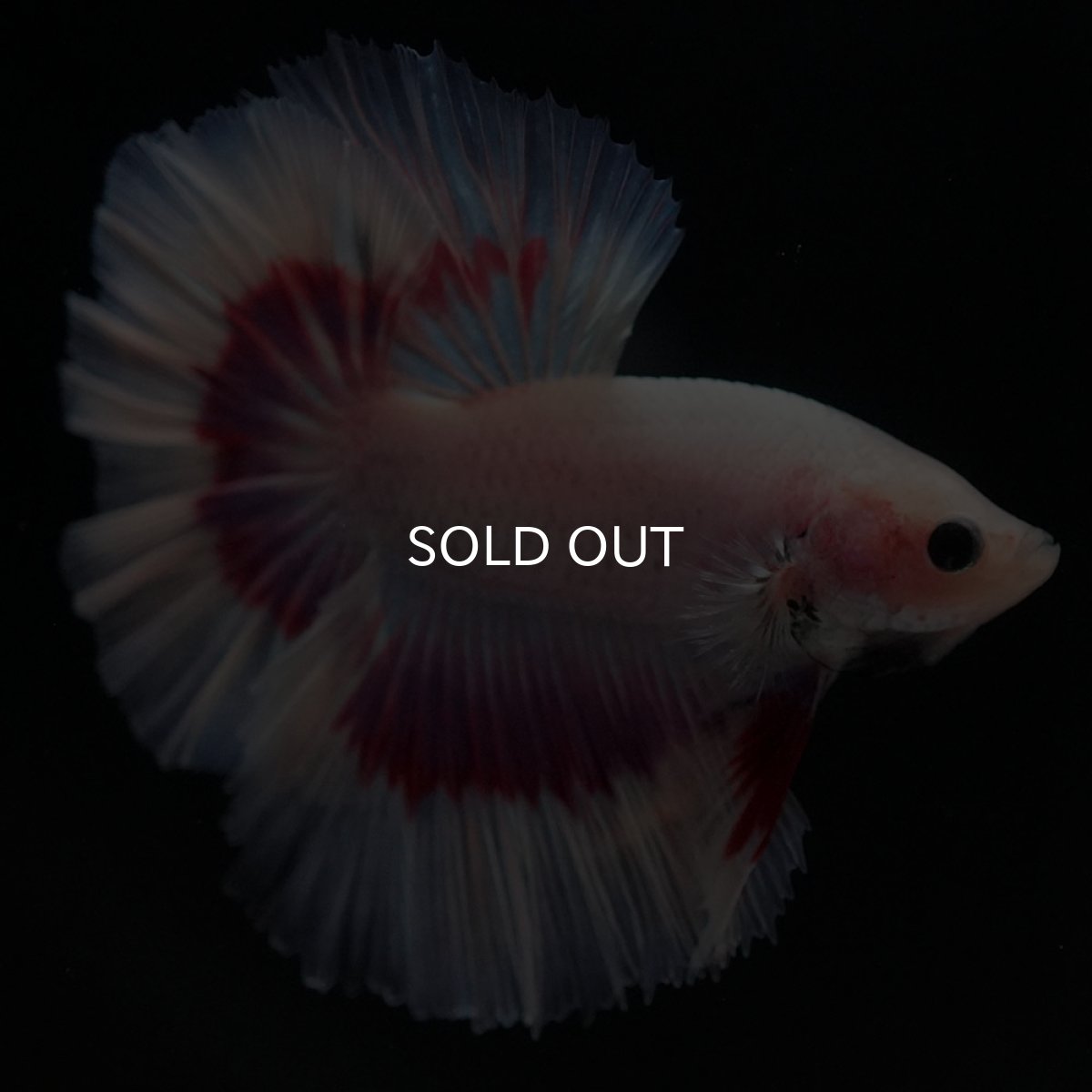 画像7: HM ラベンダーバタフライ ローズテール (7)