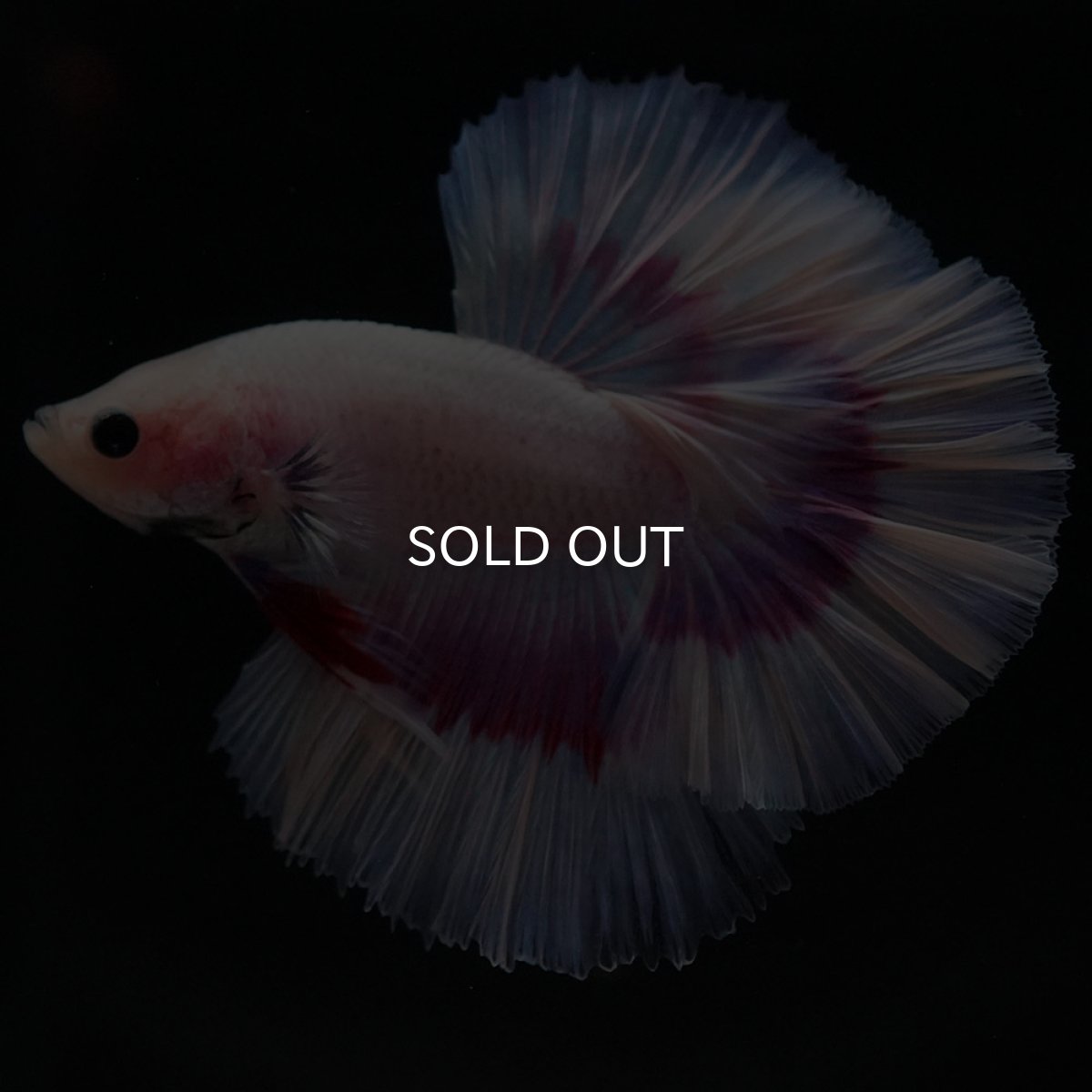 画像6: HM ラベンダーバタフライ ローズテール (6)