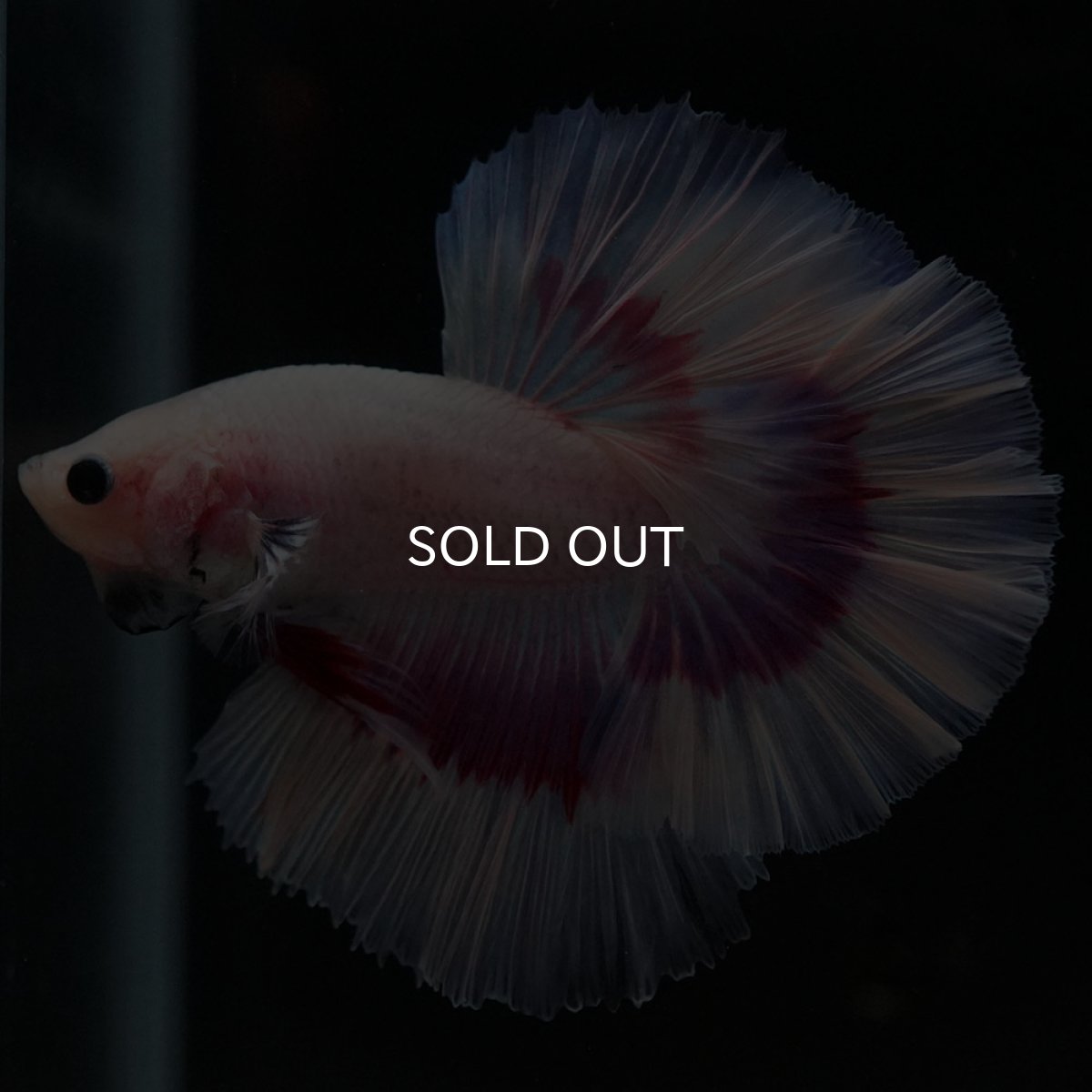 画像2: HM ラベンダーバタフライ ローズテール (2)