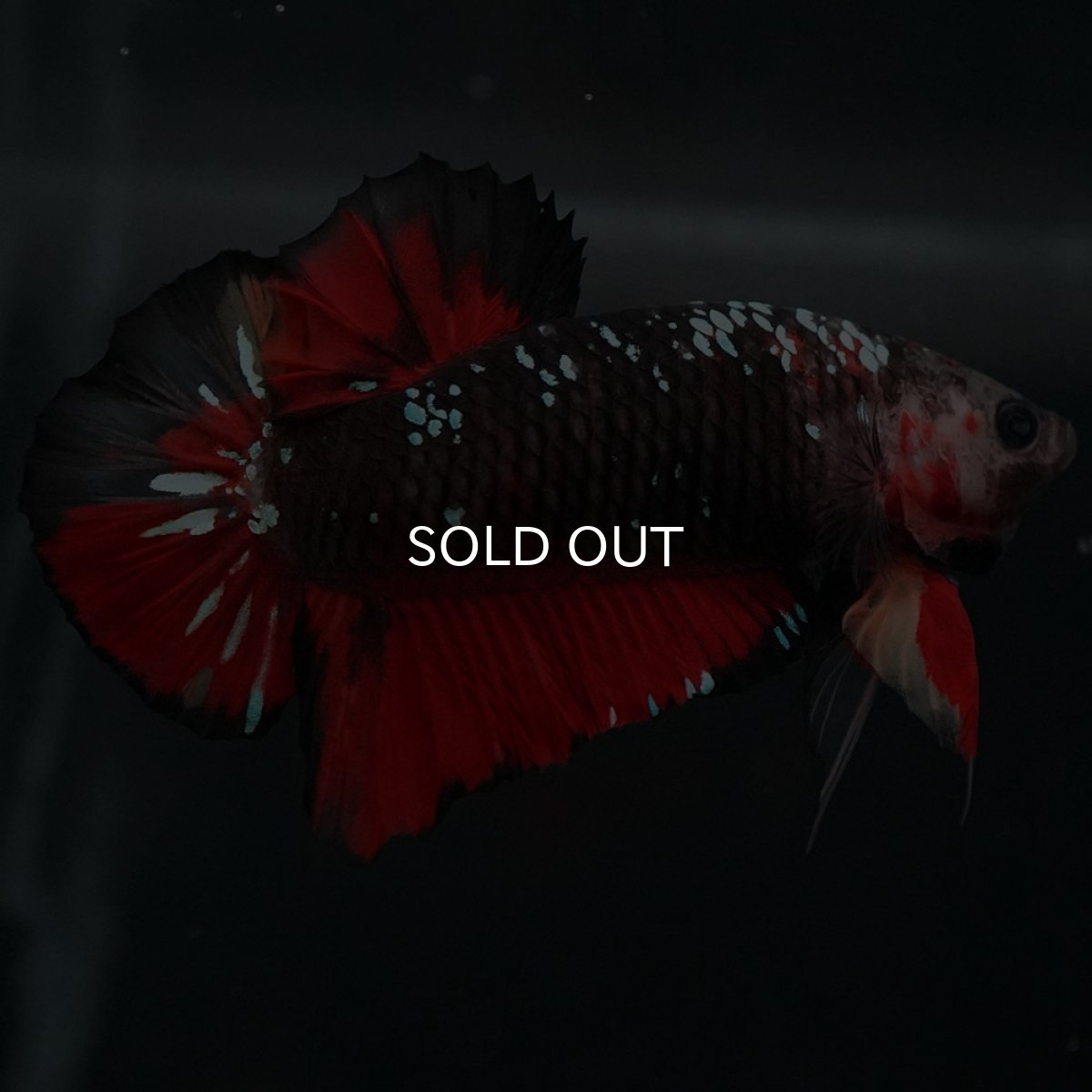 画像6: GHMPK　ブラックキャンディ (6)